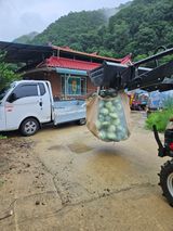 팜모닝 양배추·자유게시판 게시글 이미지