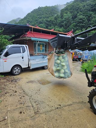 배추20389님의 양배추 · 자유게시판 작성글 사진