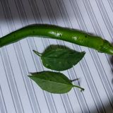 팜모닝 고추·병해충상담 게시글 이미지