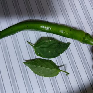 후니훈님의 고추 · 병해충상담 작성글 사진