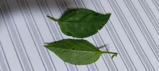 후니훈님의 고추 · 병해충상담 작성글 사진