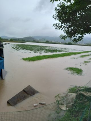 이영수님의 참깨 · 자유게시판 작성글 사진