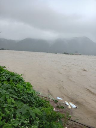 이영수님의 참깨 · 자유게시판 작성글 사진