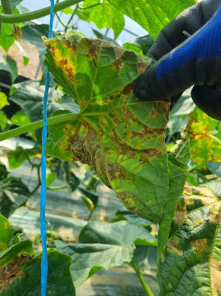 정융희님의 기타작물 · 병해충상담 작성글 사진