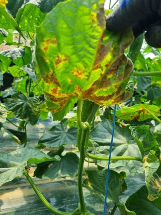 정융희님의 기타작물 · 병해충상담 작성글 사진