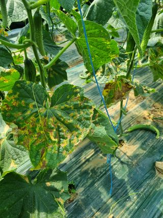 정융희님의 기타작물 · 병해충상담 작성글 사진