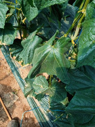 정융희님의 기타작물 · 병해충상담 작성글 사진