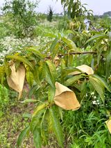 팜모닝 복숭아·병해충상담 게시글 이미지