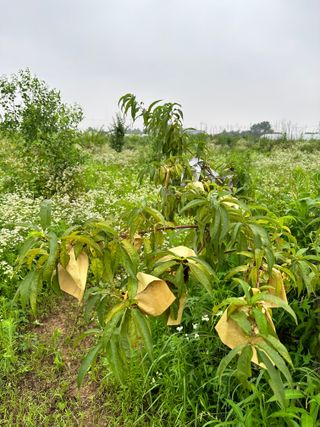 옥수수26905님의 복숭아 · 병해충상담 작성글 사진