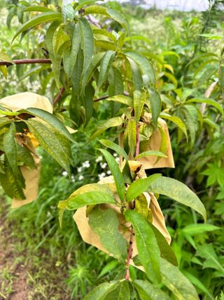 옥수수26905님의 복숭아 · 병해충상담 작성글 사진