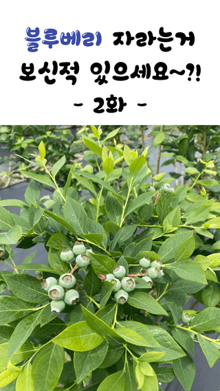 타니마켓(조수찬)님의 블루베리 · 자유게시판 작성글 사진