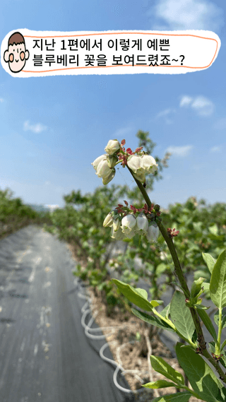 타니마켓(조수찬)님의 블루베리 · 자유게시판 작성글 사진