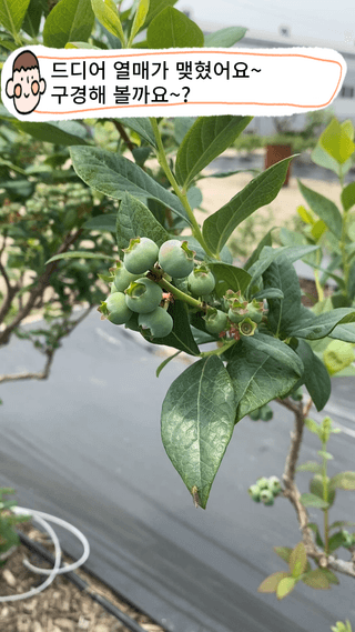 타니마켓(조수찬)님의 블루베리 · 자유게시판 작성글 사진
