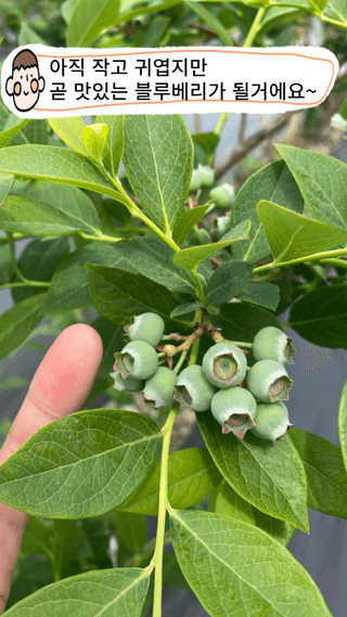 타니마켓(조수찬)님의 블루베리 · 자유게시판 작성글 사진