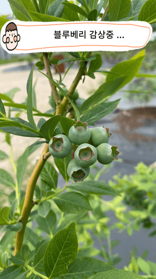 타니마켓(조수찬)님의 블루베리 · 자유게시판 작성글 사진