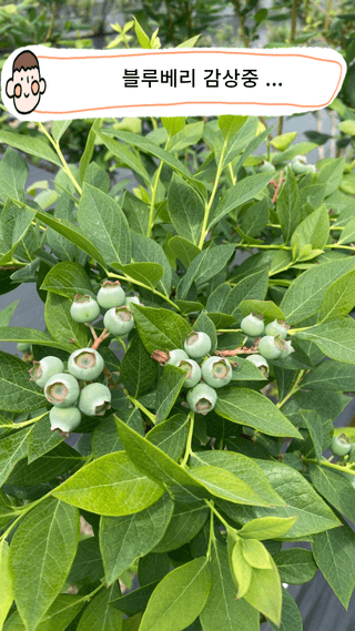 타니마켓(조수찬)님의 블루베리 · 자유게시판 작성글 사진