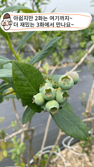 타니마켓(조수찬)님의 블루베리 · 자유게시판 작성글 사진