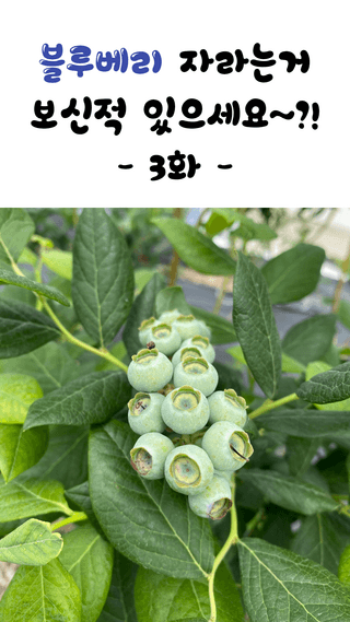 타니마켓(조수찬)님의 블루베리 · 자유게시판 작성글 사진