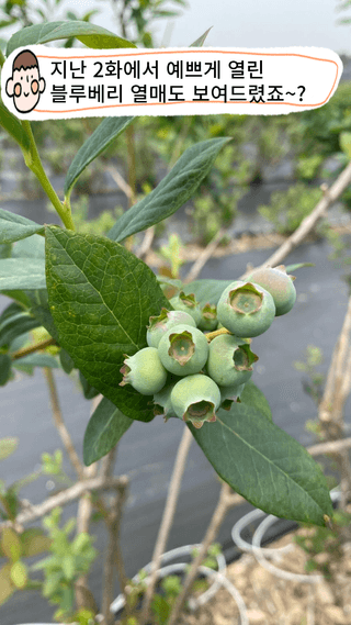 타니마켓(조수찬)님의 블루베리 · 자유게시판 작성글 사진