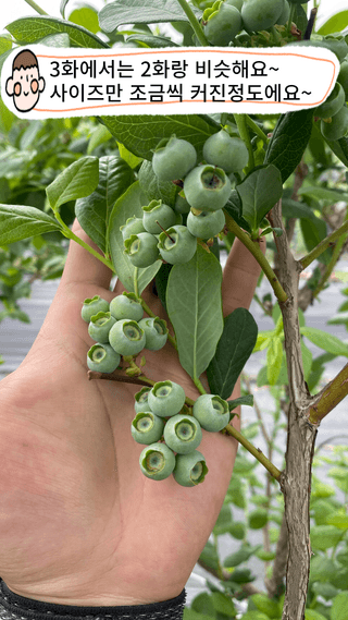 타니마켓(조수찬)님의 블루베리 · 자유게시판 작성글 사진