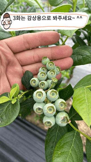 타니마켓(조수찬)님의 블루베리 · 자유게시판 작성글 사진