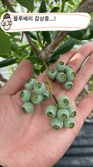 타니마켓(조수찬)님의 블루베리 · 자유게시판 작성글 사진