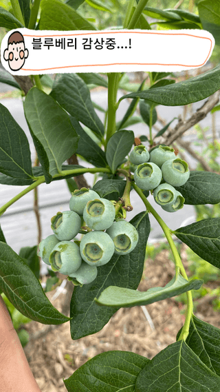 타니마켓(조수찬)님의 블루베리 · 자유게시판 작성글 사진