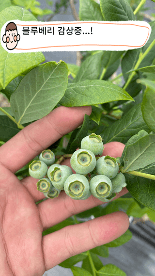 타니마켓(조수찬)님의 블루베리 · 자유게시판 작성글 사진