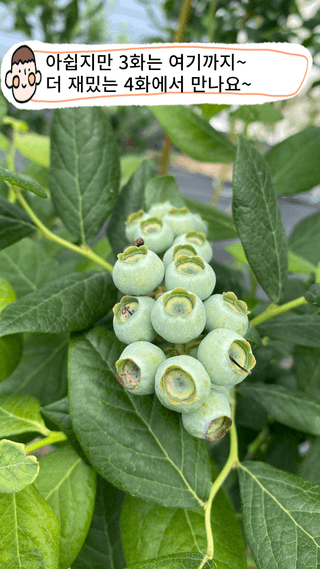 타니마켓(조수찬)님의 블루베리 · 자유게시판 작성글 사진