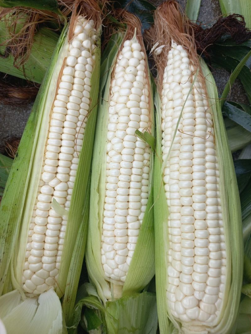 장터 상품 [강원도 미백 찰옥수수 50개] 썸네일