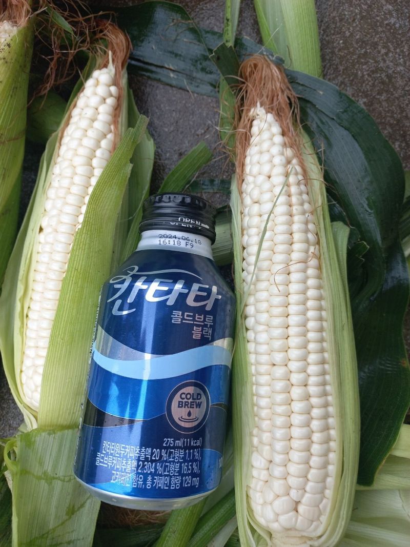 귤9198님의 장터 판매 상품 [강원도 미백 찰옥수수 50개] 첨부 사진