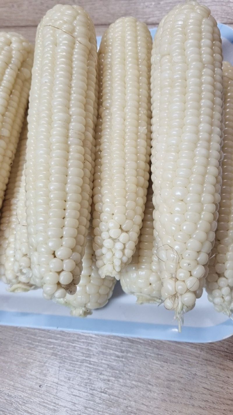 귤9198님의 장터 판매 상품 [강원도 미백 찰옥수수 50개] 첨부 사진