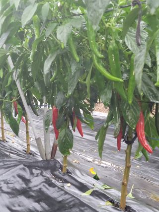 김종옥님의 고추 · 일상 작성글 사진