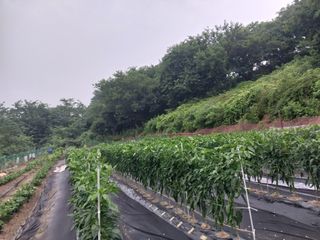 해안로님의 내 농사 경력 자랑하기 · 참여 작성글 사진