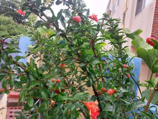 해안로님의 내 농사 경력 자랑하기 · 참여 작성글 사진