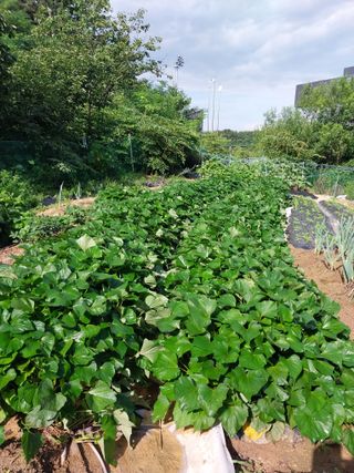 해안로님의 내 농사 경력 자랑하기 · 참여 작성글 사진