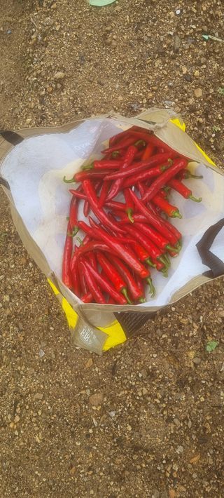 김프로님의 고추 · 수확 작성글 사진