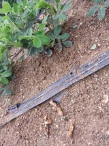 팜모닝 기타작물·자유게시판 게시글 이미지