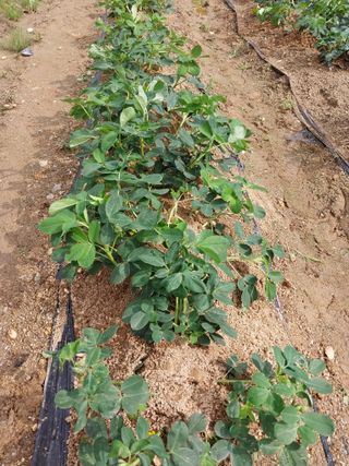 해안로님의 기타작물 · 자유게시판 작성글 사진