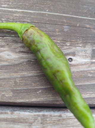 피켐님의 고추 · 병해충상담 작성글 사진