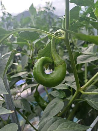 피켐님의 고추 · 병해충상담 작성글 사진