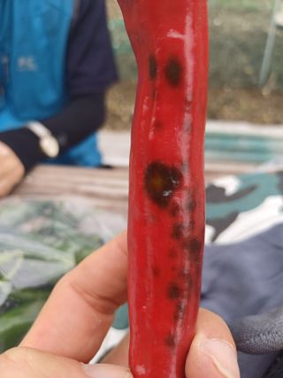 피켐님의 고추 · 병해충상담 작성글 사진