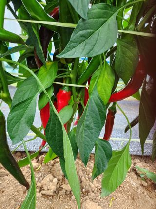 별향기님의 고추 · 병해충상담 작성글 사진