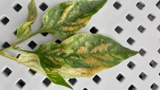 송광만님의 고추 · 병해충상담 작성글 사진