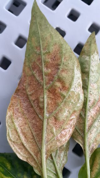 송광만님의 고추 · 병해충상담 작성글 사진