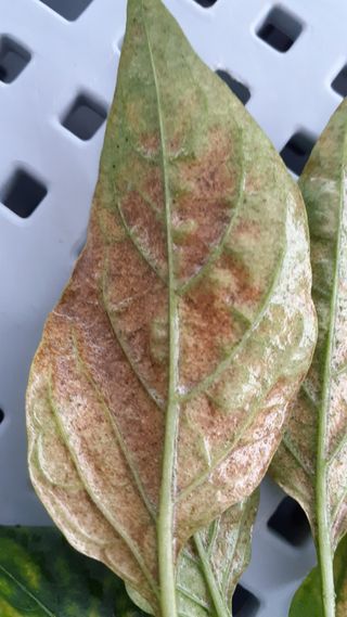 송광만님의 고추 · 병해충상담 작성글 사진