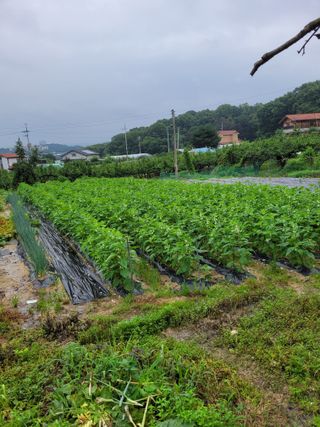 (어울림)님의 우리동네 · 동네정보 작성글 사진