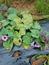 팜모닝 자유주제·자유게시판 게시글 이미지