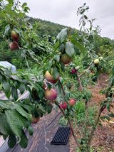 팜모닝 내 농사 경력 자랑하기·참여 게시글 이미지