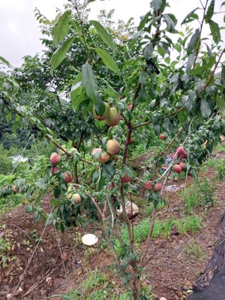 노영성님의 내 농사 경력 자랑하기 · 참여 작성글 사진